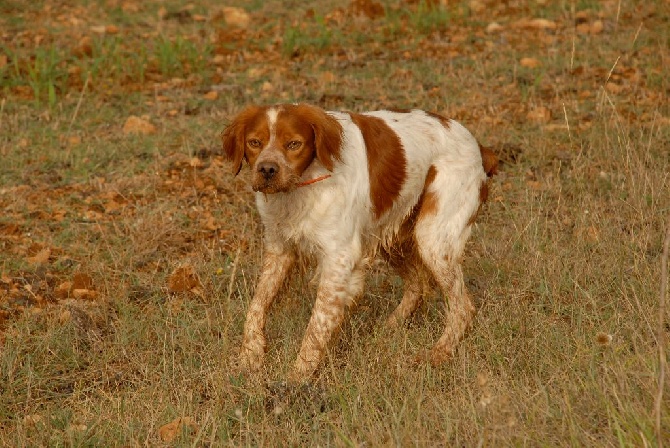 du chant des campanes dorées - Chiots disponibles