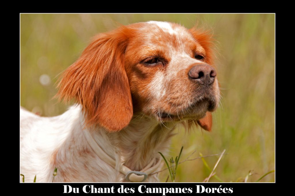 Ipop du chant des campanes dorées