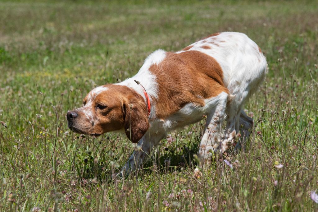 TR. CH. Howan Du vallon de la rigaude