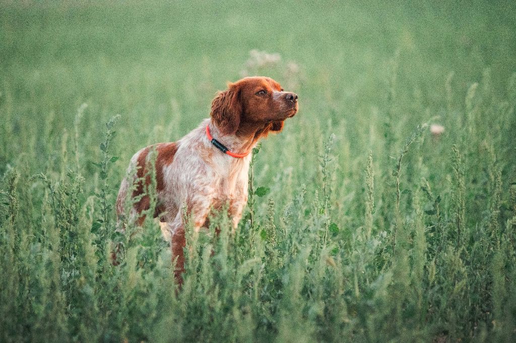 Urka De La Source Aux Perdrix